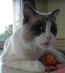 Floyd de Gaillande - Chatterie Ragdolls du Val de Beauvoir